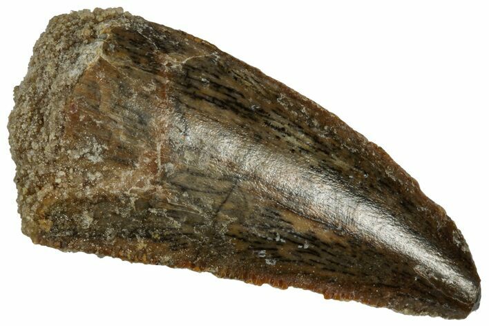 Serrated Raptor Tooth - Feeding Worn Tip #332202